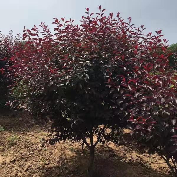 紫葉矮櫻圖片/紫葉矮櫻樣板圖 (3)