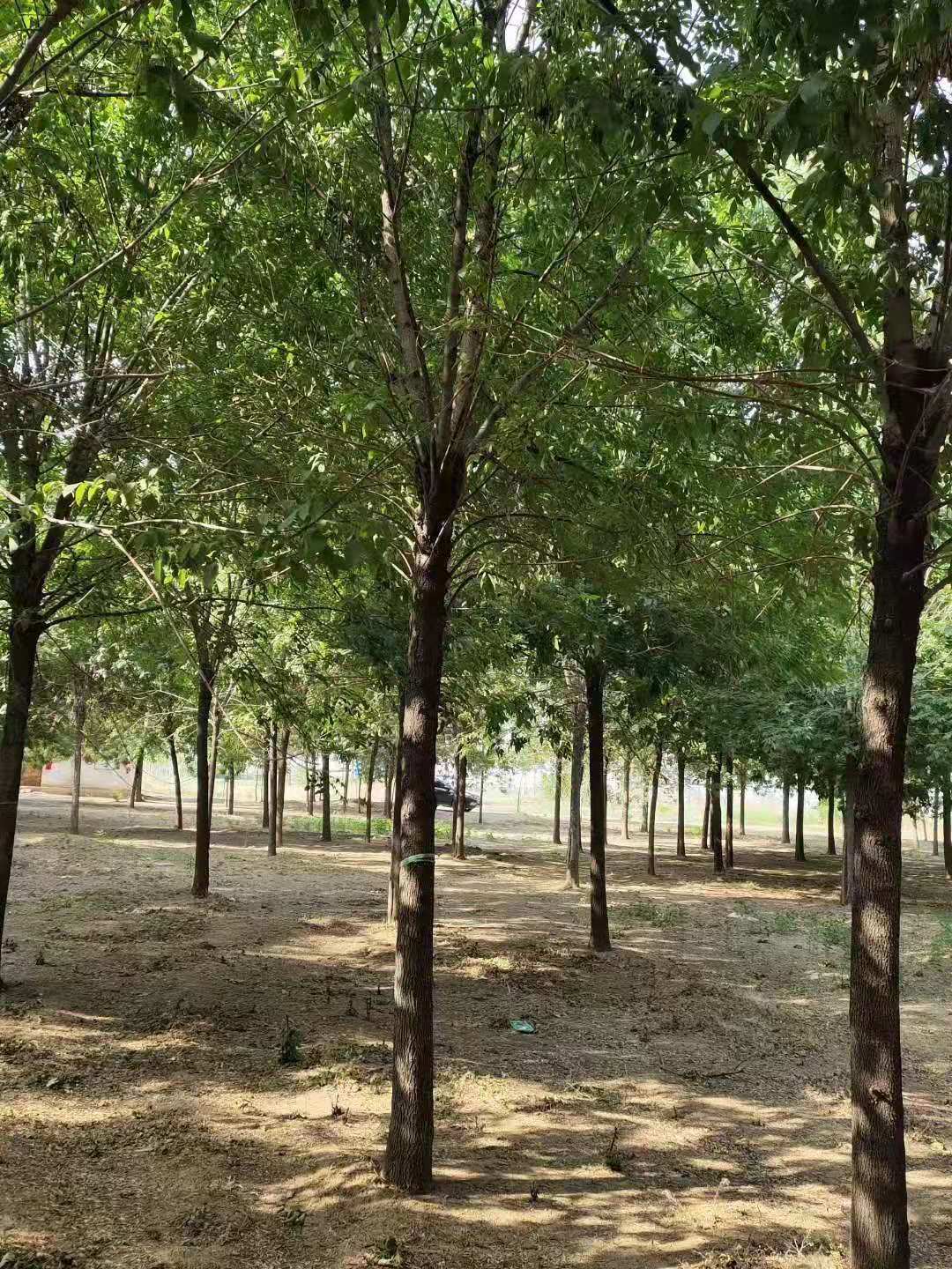 白蜡种植基地-批发价-供应商-报价-多少钱-哪里有图片