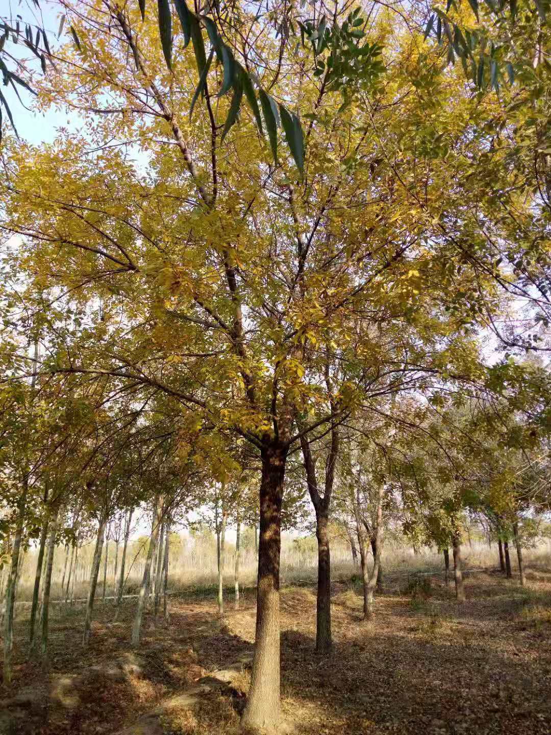 白蠟種植基地圖片/白蠟種植基地樣板圖 (3)