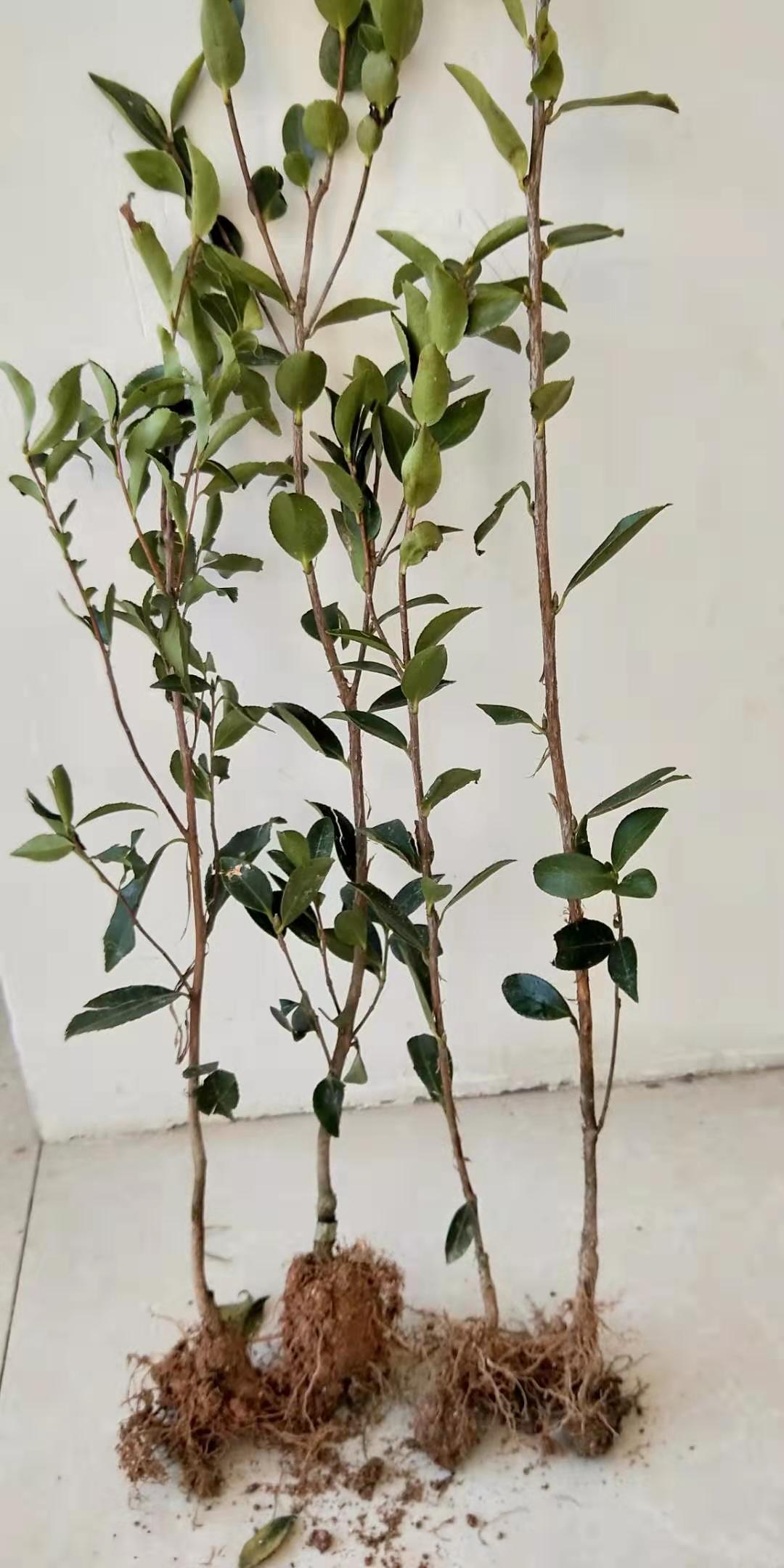 兩年大杯油茶苗圖片/兩年大杯油茶苗樣板圖 (2)