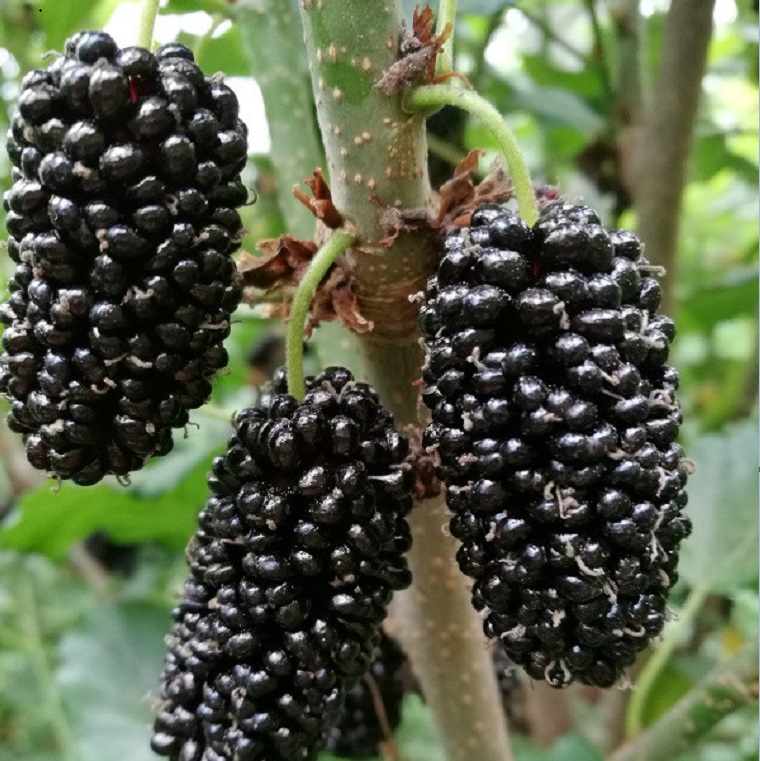 供應(yīng)果桑苗 桑葚種植技術(shù) 大型玫瑰桑椹樹(shù)苗價(jià)格