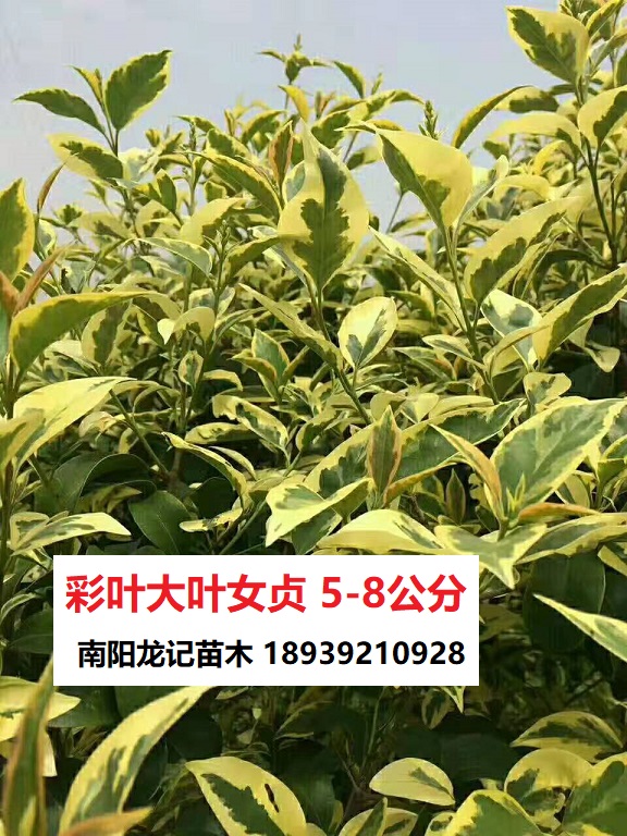 歐洲三色女貞價格，批發(fā)，種植【南陽龍記苗木】