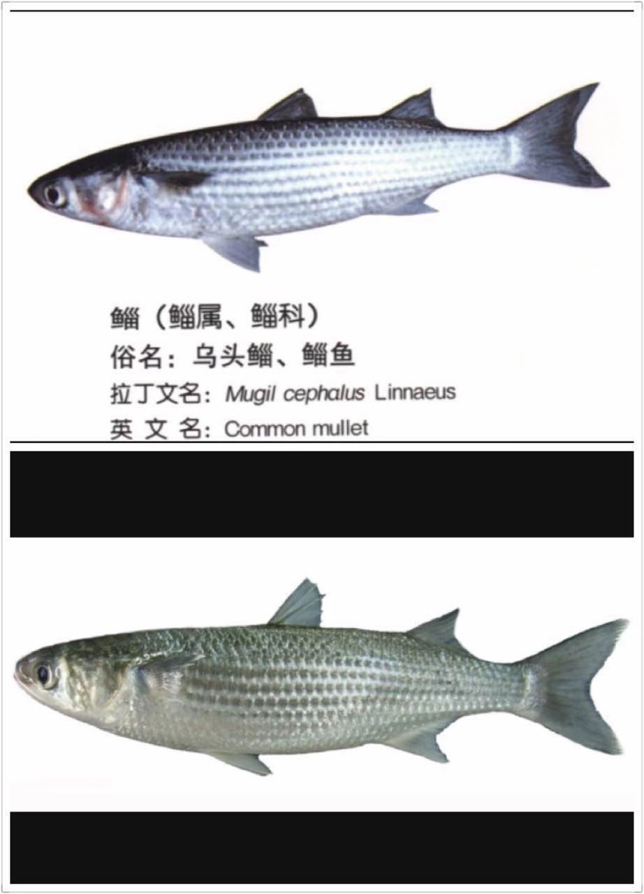 魚苗圖片/魚苗樣板圖 (1)