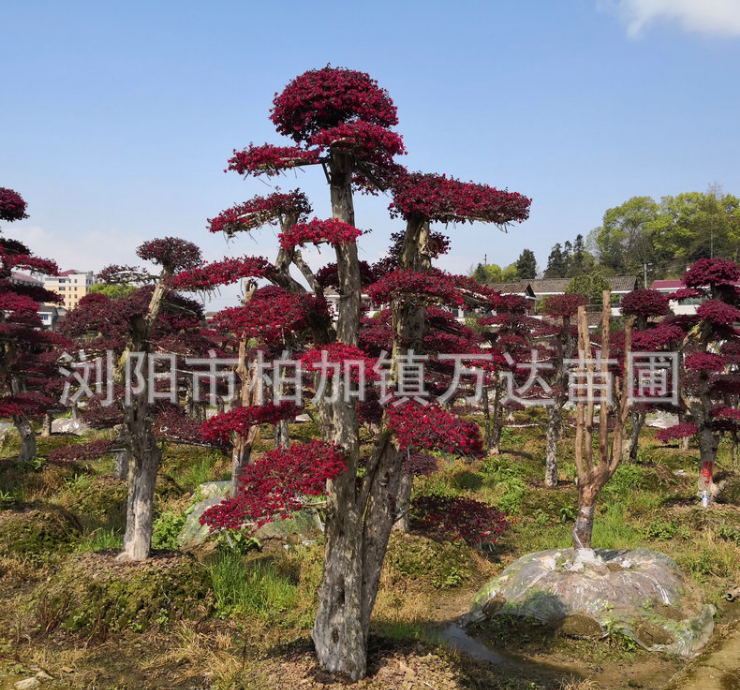 湖南紅花繼木造型圖圖片