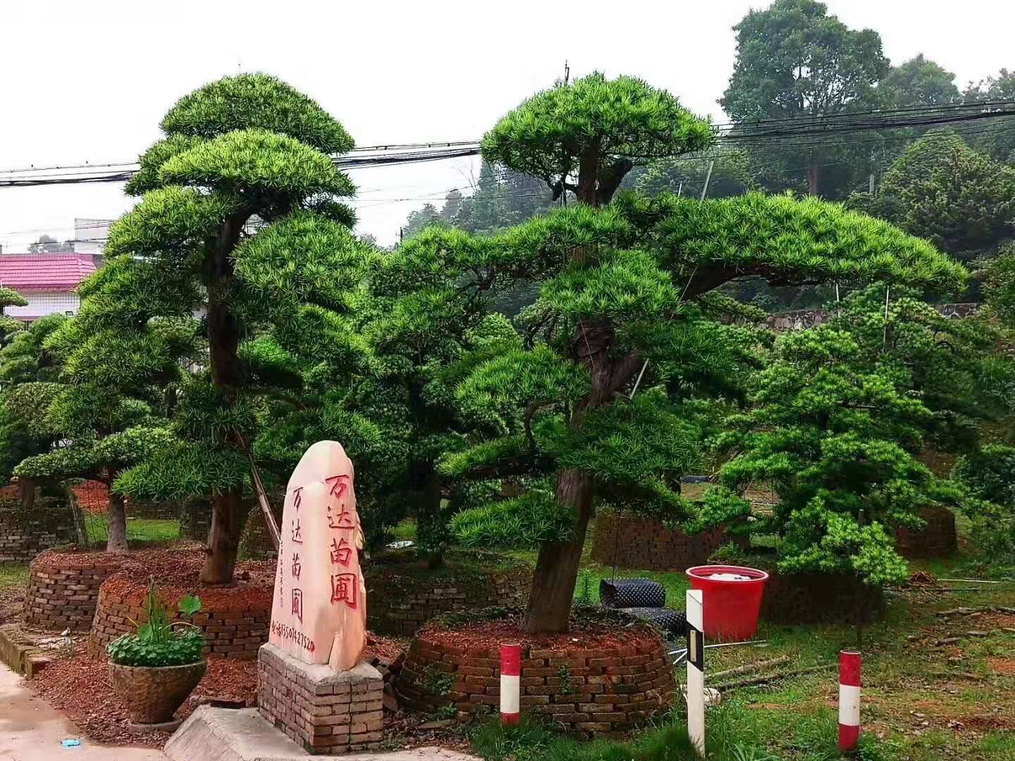 冠幅3米園林假山配景造型羅漢松基圖片