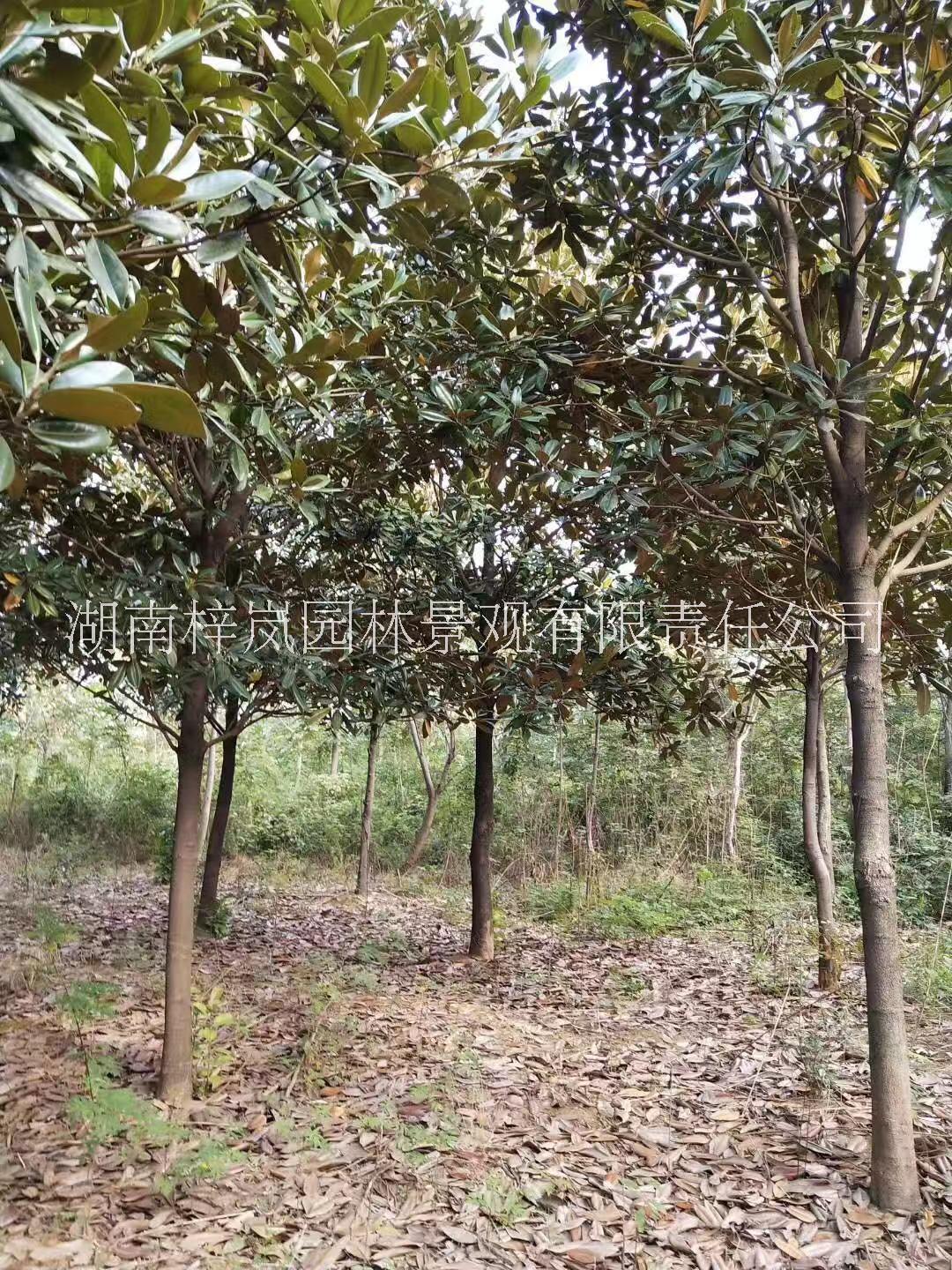 廣玉蘭圖片/廣玉蘭樣板圖 (1)