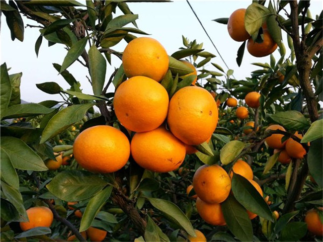 廣東由良嫁接苗，由良種植基地，批發(fā)由良價(jià)格多少錢（金華市金東區(qū)浩均家庭農(nóng)場(chǎng)）