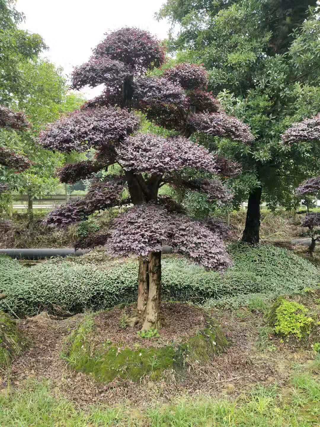紅花繼木圖片/紅花繼木樣板圖 (1)
