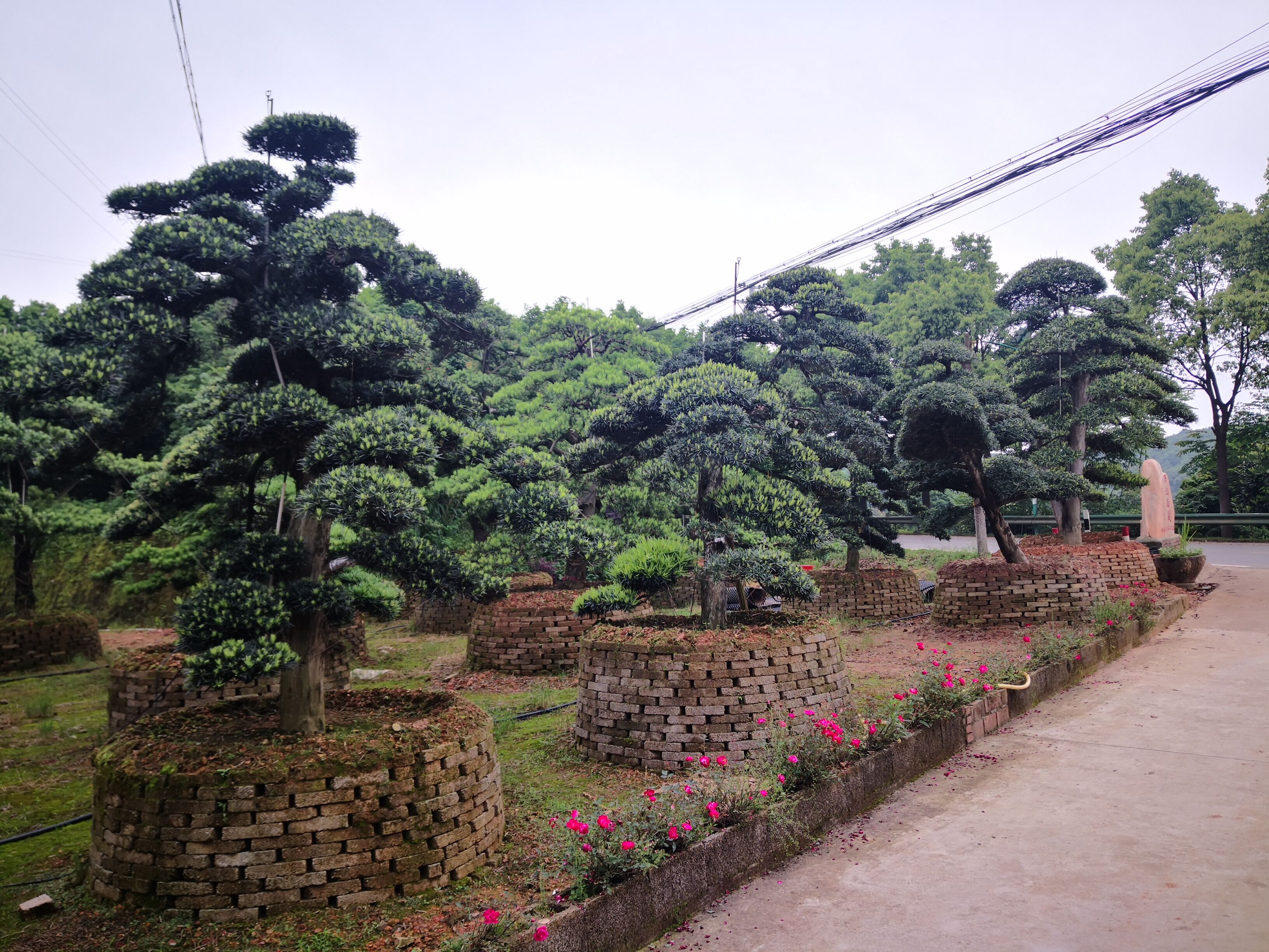 造型羅漢松圖片/造型羅漢松樣板圖 (2)
