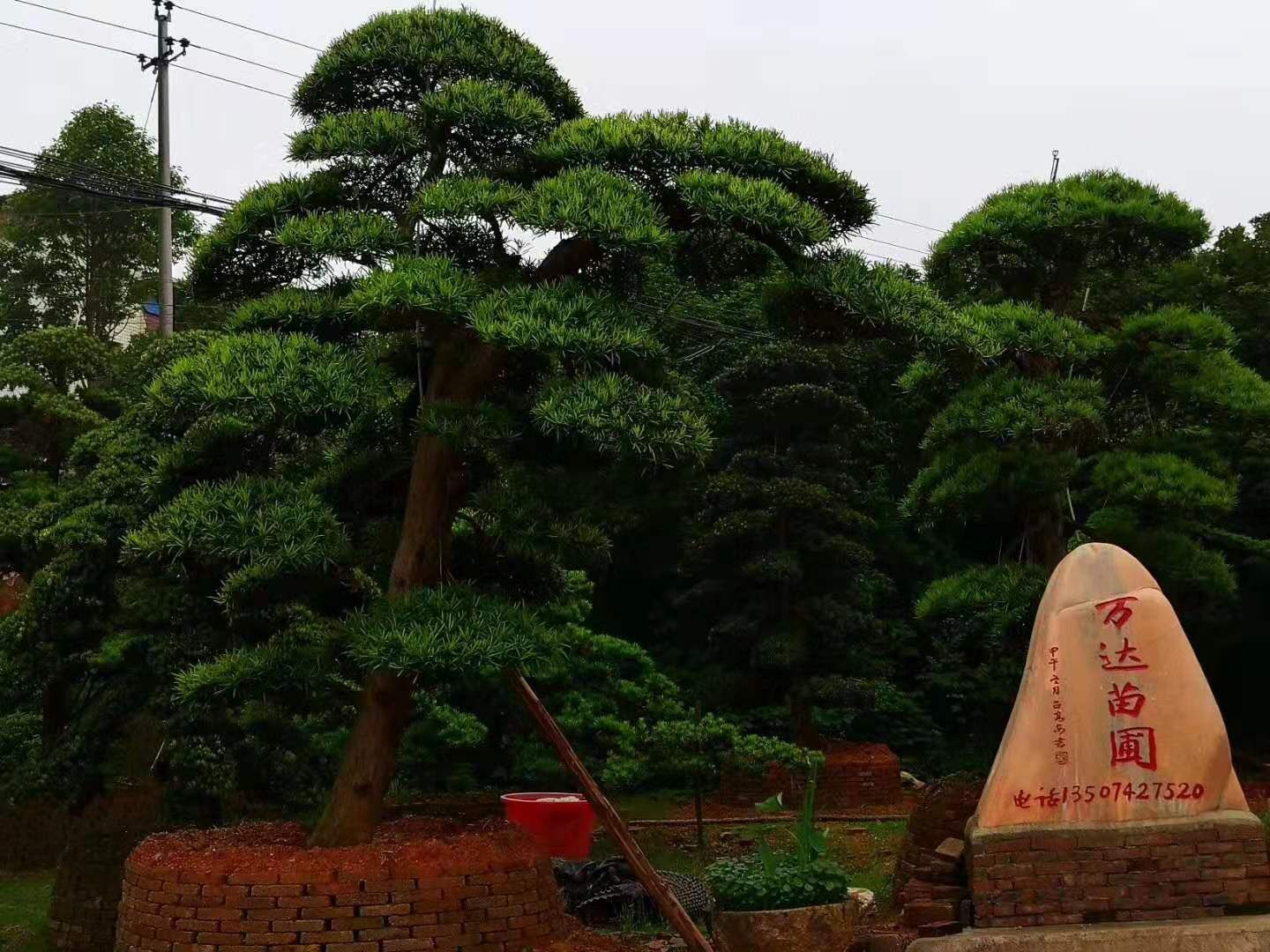 造型羅漢松圖片/造型羅漢松樣板圖 (4)