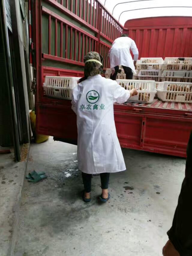 廣安哪里有 青腳紅羽土雞二號(hào)苗供應(yīng)卓農(nóng)土雞苗市場(chǎng)行情