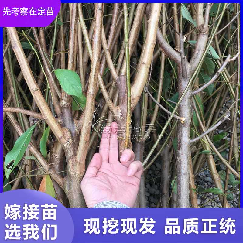 現(xiàn)挖蜂糖李子苗脫骨李青脆李子果樹苗南方種植空心冰糖李子嫁接苗