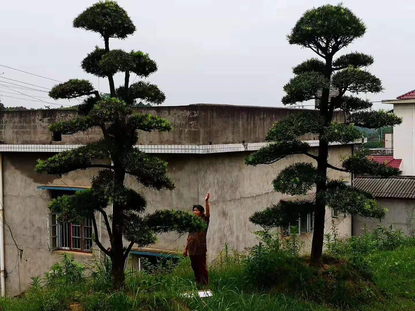 湖南直桿12-20公分造型羅漢種植產(chǎn)地基地哪里最多-12，15，18，20公分*造型羅漢松-廠家直銷
