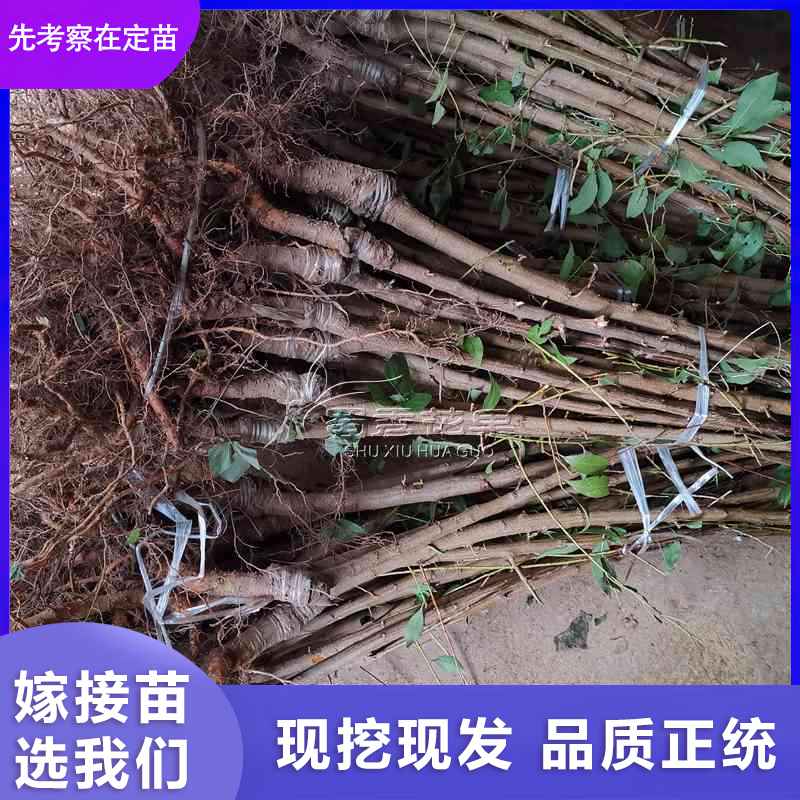 四川 巴山脆李脫骨李子離核李子樹苗李子嫁接苗廠家-批發(fā)
