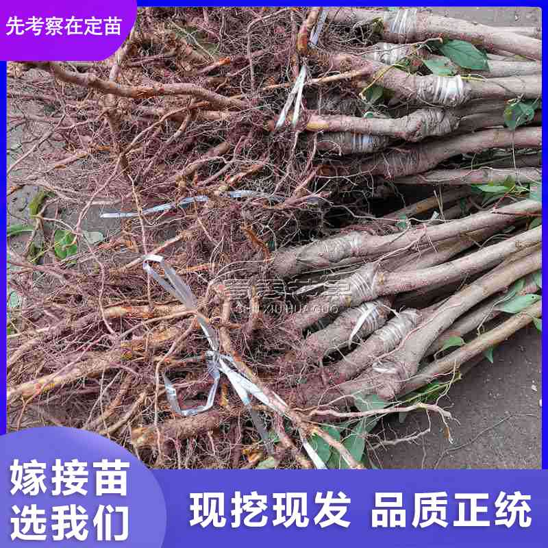 脆紅李圖片/脆紅李樣板圖 (4)