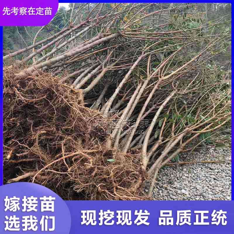 脆李圖片/脆李樣板圖 (1)