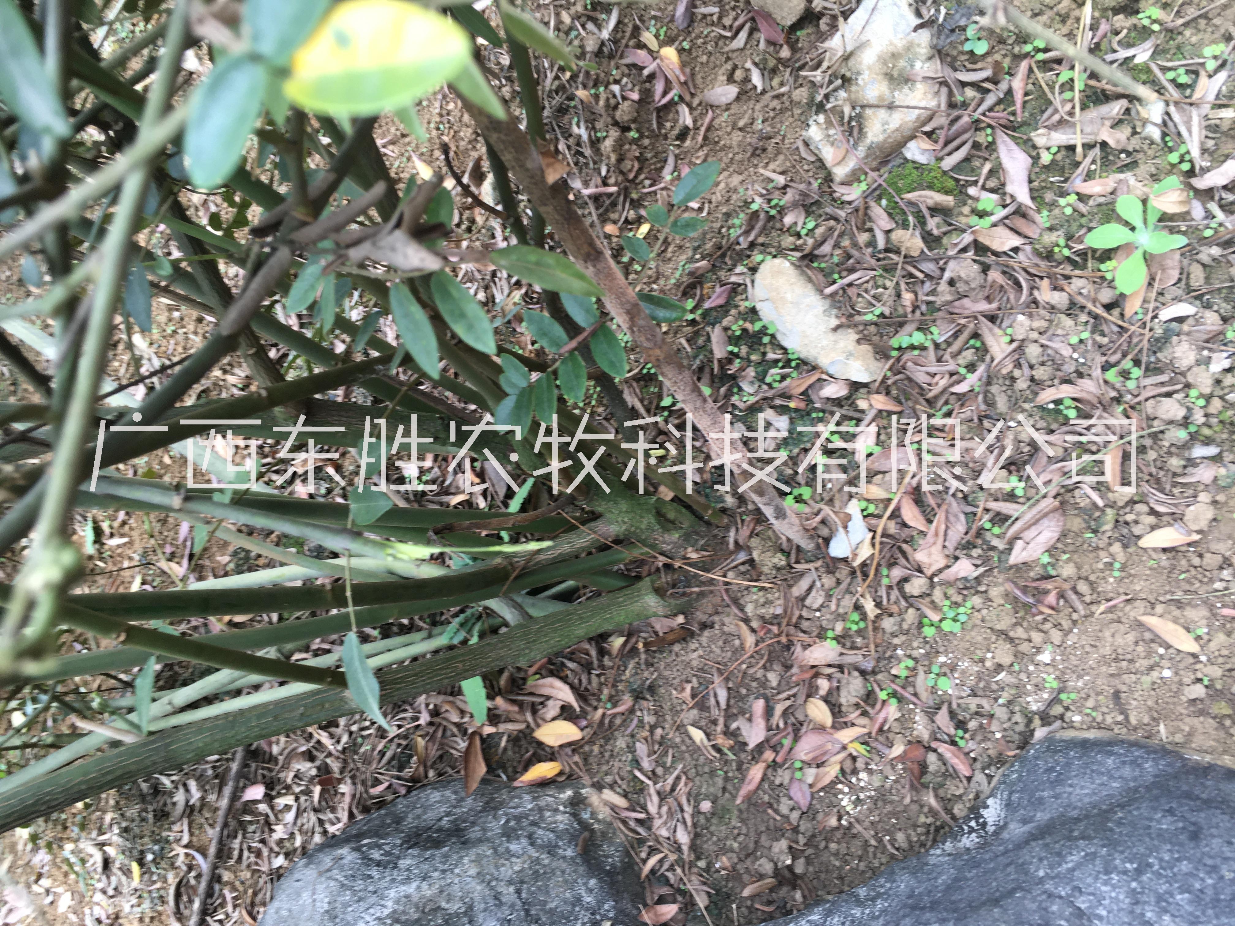 廣豆根種苗圖片/廣豆根種苗樣板圖 (4)