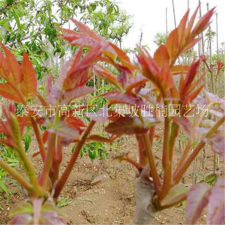 泰安香椿苗种植基地-报价-价格-批发，泰安优质香椿苗批发价，泰安哪里有香椿苗销售图片