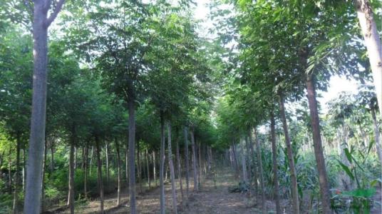 黃山欒圖片/黃山欒樣板圖 (3)
