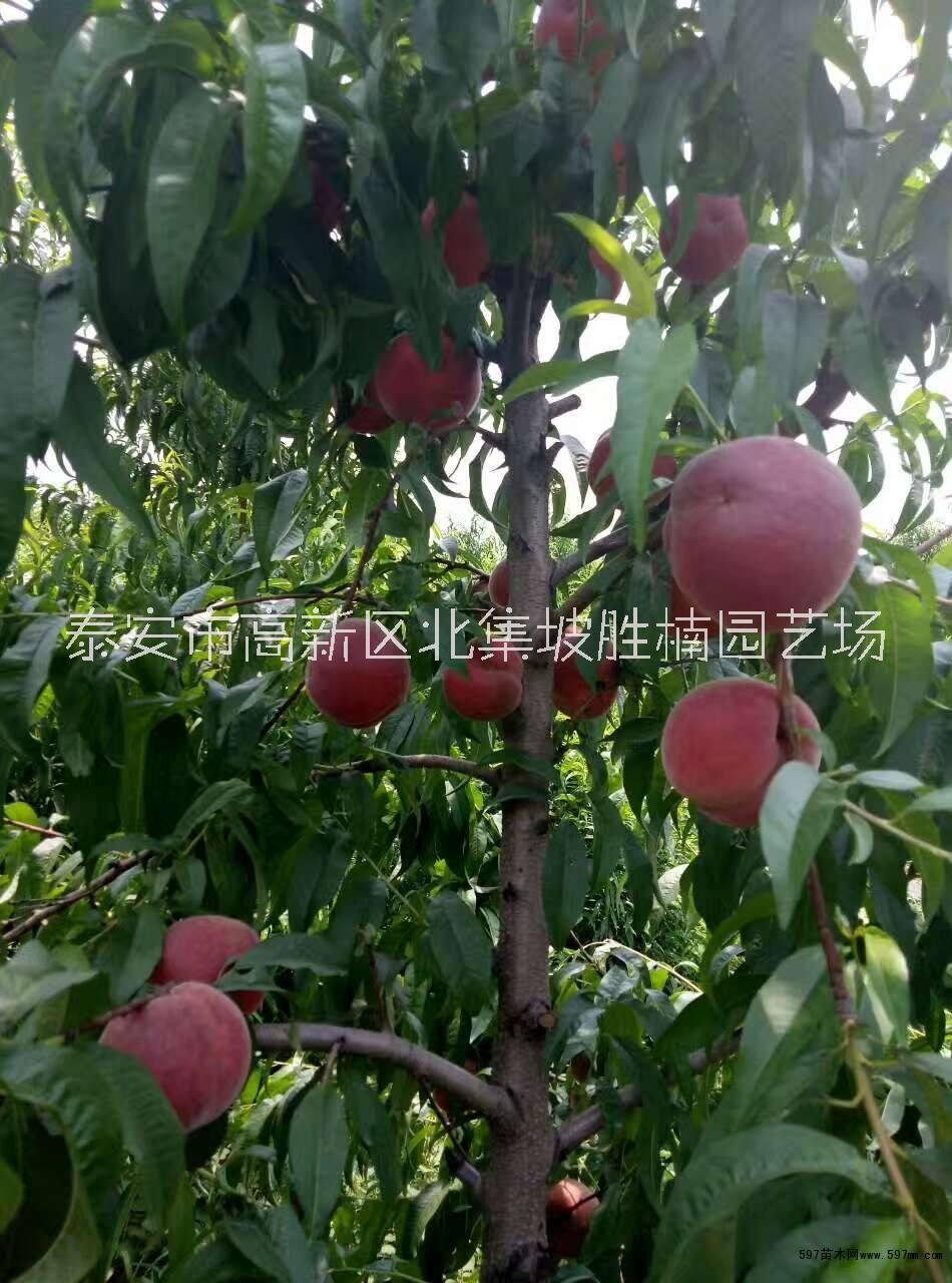 桃樹苗圖片/桃樹苗樣板圖 (2)