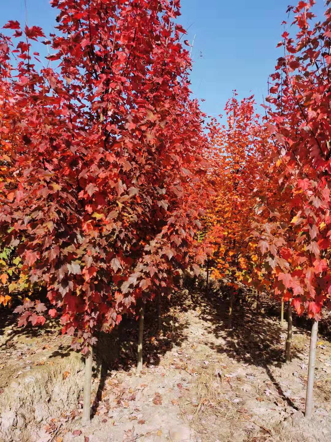 十月光輝紅楓圖片