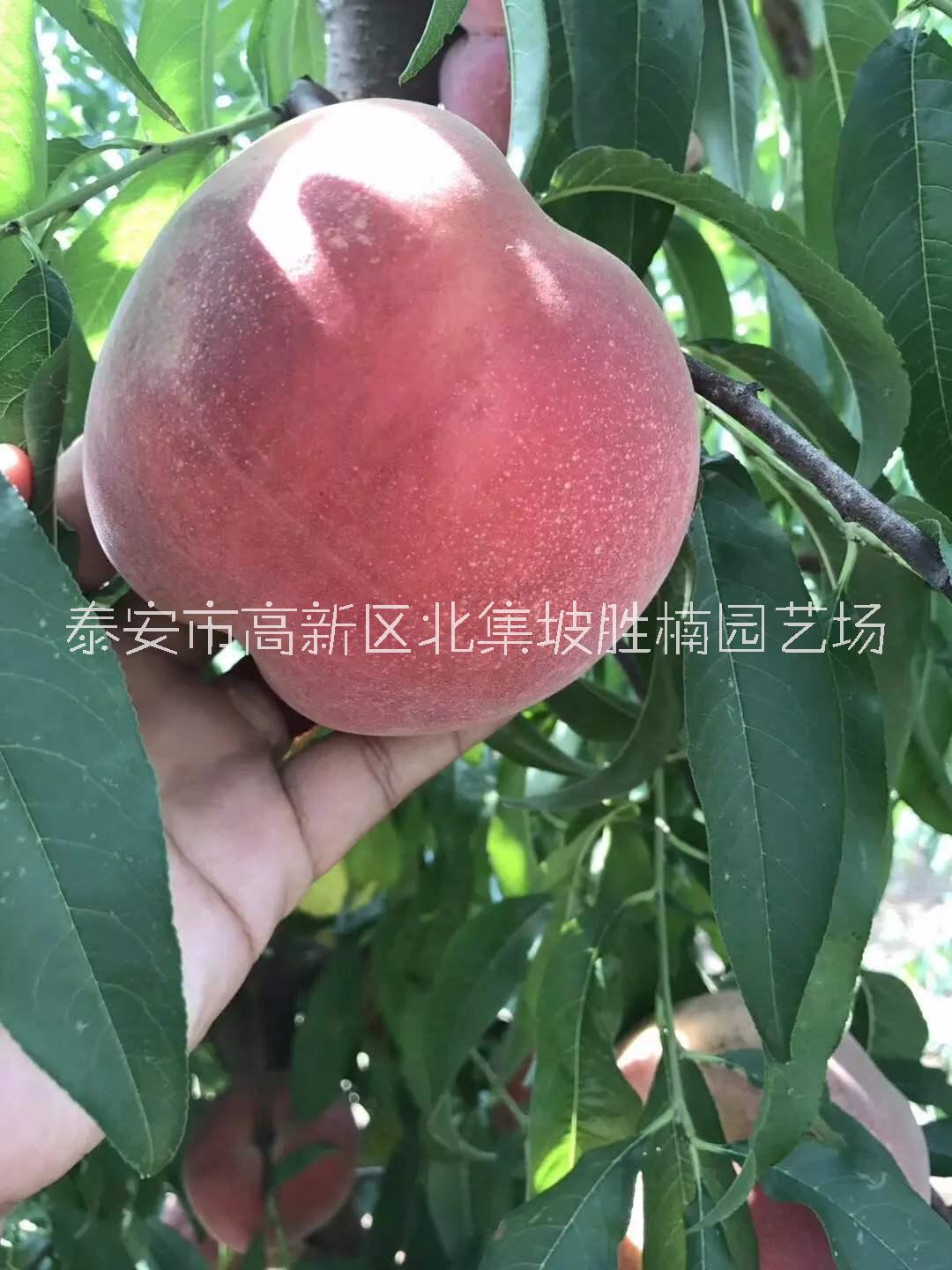 优质春晓桃树苗批发价，泰安专业培育春晓桃树苗种植基地，泰安春晓桃树苗报价价格