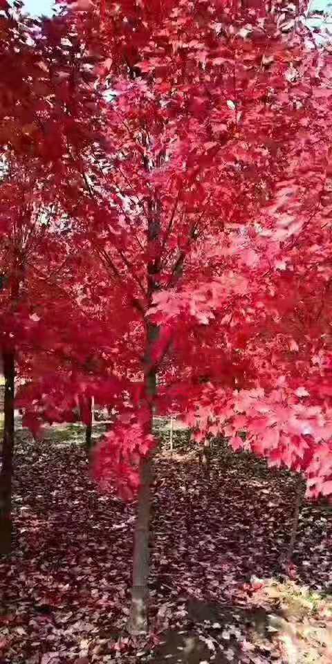 30公分十月光輝圖片
