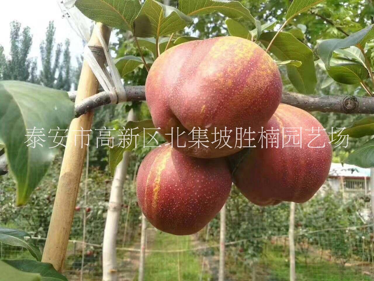 梨苗圖片/梨苗樣板圖 (2)