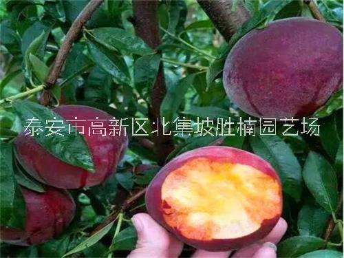 桃樹苗圖片/桃樹苗樣板圖 (1)
