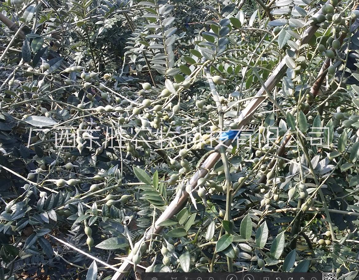 喀斯特山區(qū)廣豆根種子圖片