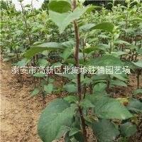 蜜脆蘋果苗圖片