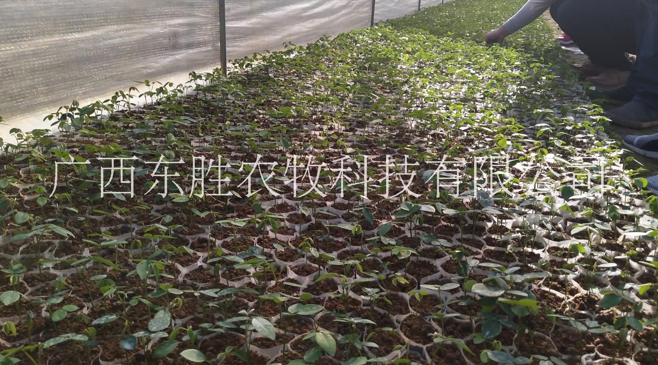 生態(tài)農(nóng)場廣豆根苗木急售圖片