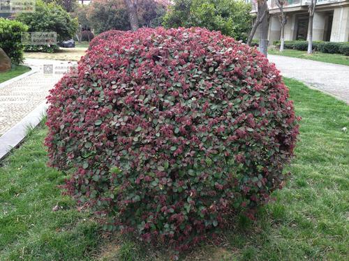 繼木圖片/繼木樣板圖 (2)