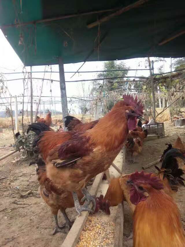 普洱黑雞苗供應(yīng)圖片/普洱黑雞苗供應(yīng)樣板圖 (3)