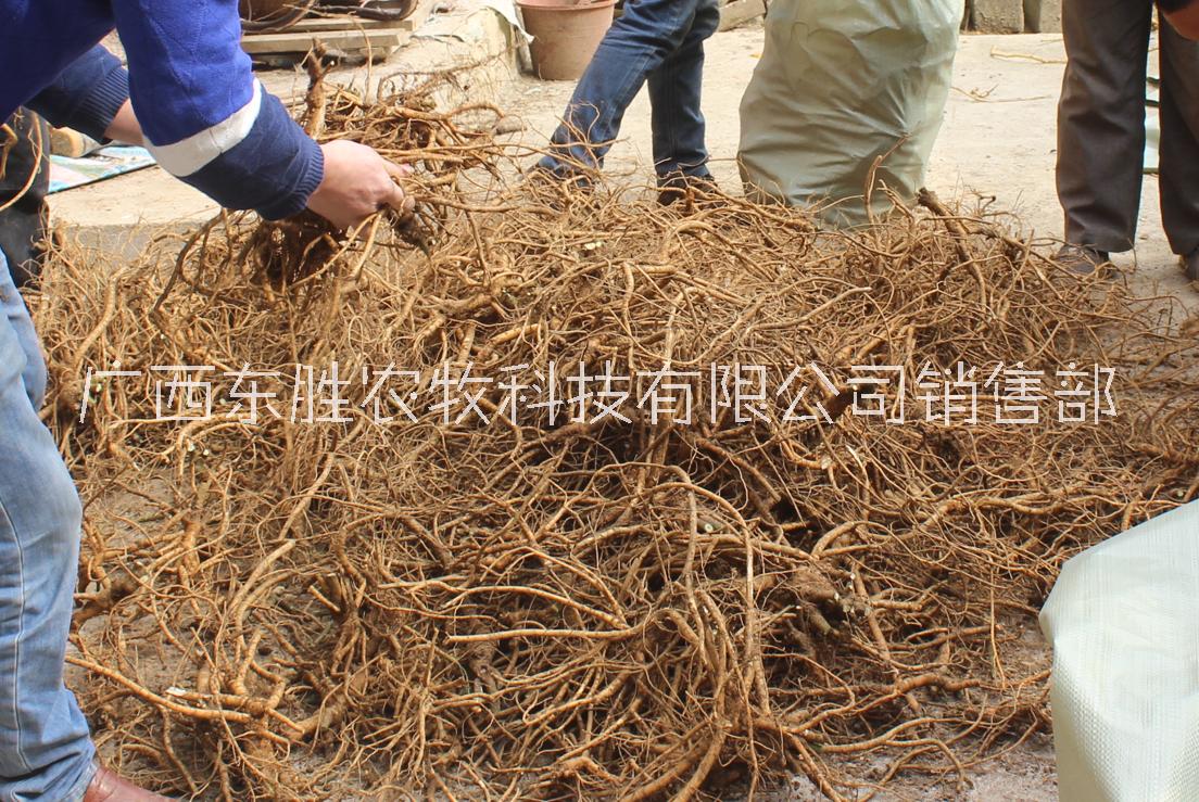 山豆根根批發(fā)圖片/山豆根根批發(fā)樣板圖 (3)