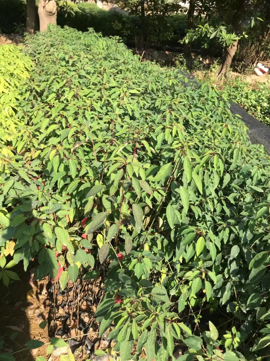 烏桕圖片/烏桕樣板圖 (4)