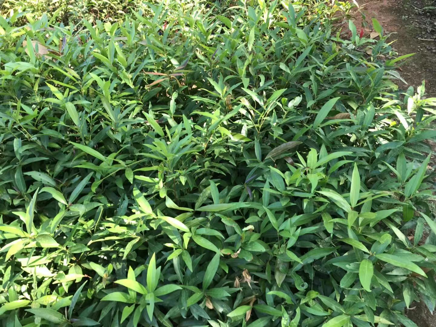 水浦桃、紫浦桃圖片/水浦桃、紫浦桃樣板圖 (4)