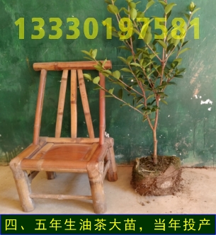 長林油茶苗圖片/長林油茶苗樣板圖 (1)