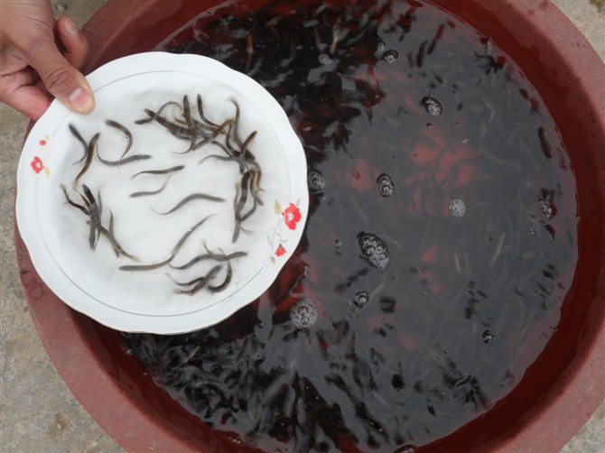 泥鰍養(yǎng)殖圖片/泥鰍養(yǎng)殖樣板圖 (4)
