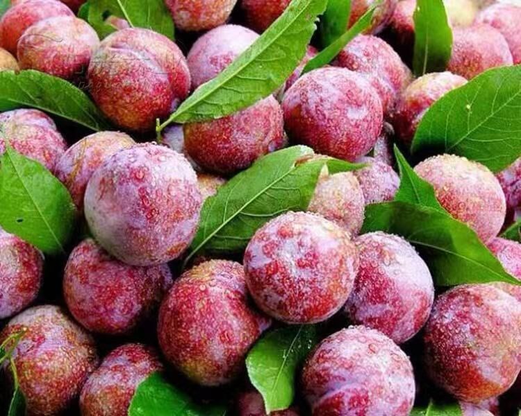 李子苗圖片/李子苗樣板圖 (3)