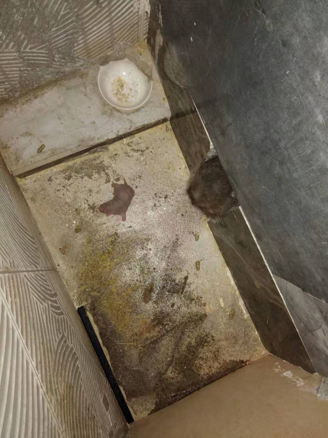 廣西人工竹鼠養(yǎng)殖圖片/廣西人工竹鼠養(yǎng)殖樣板圖 (4)