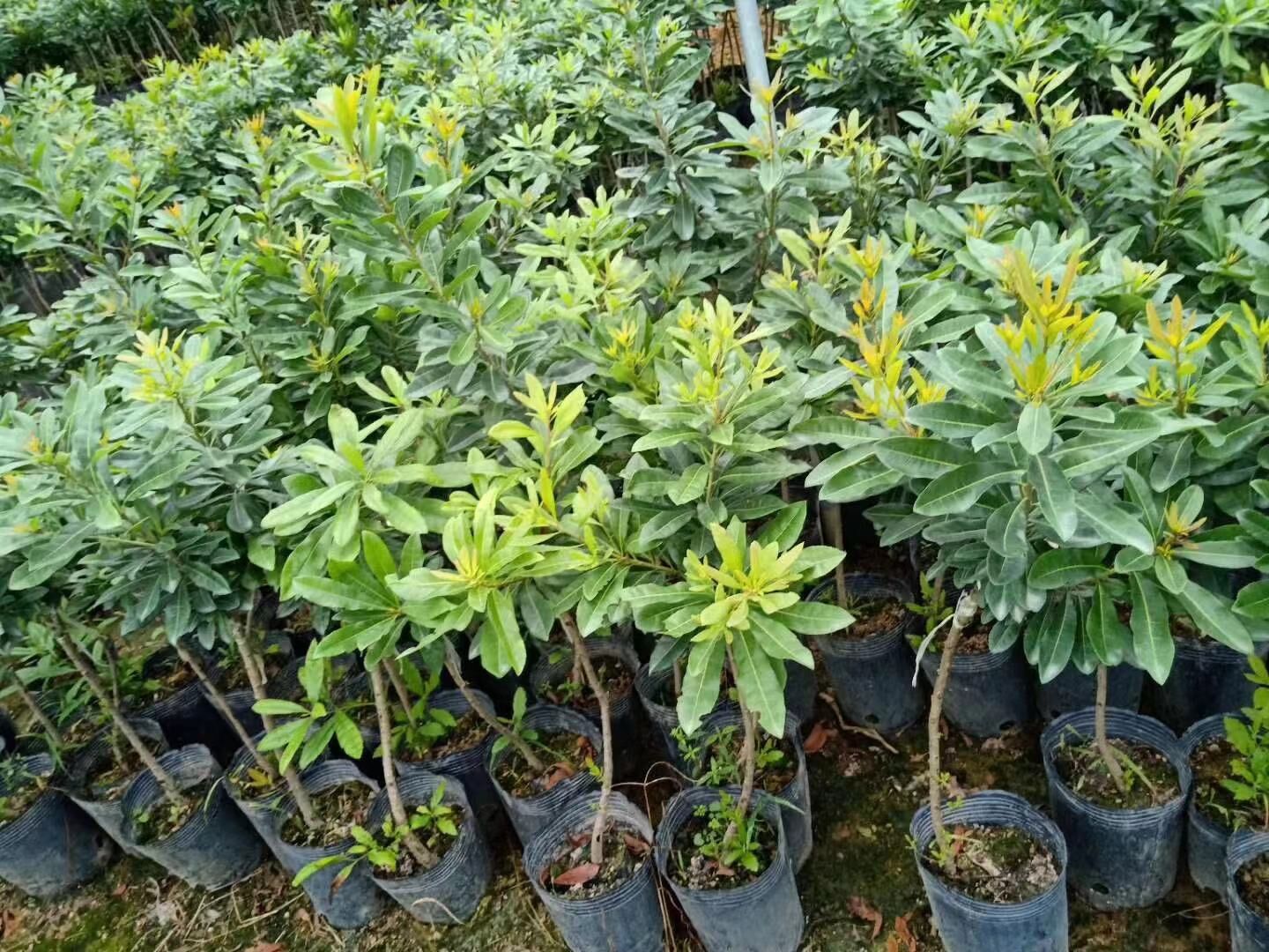 英德東魁楊梅苗圖片