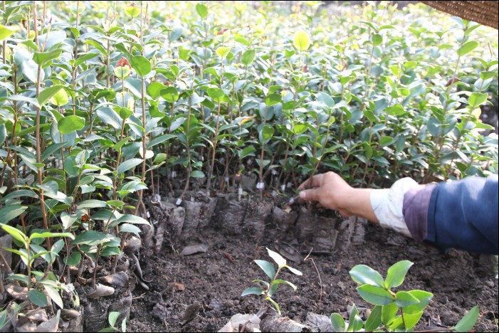 浙江白花油茶苗基地，浙江油茶苗營(yíng)養(yǎng)杯苗價(jià)格，油茶苗營(yíng)養(yǎng)杯苗批發(fā)