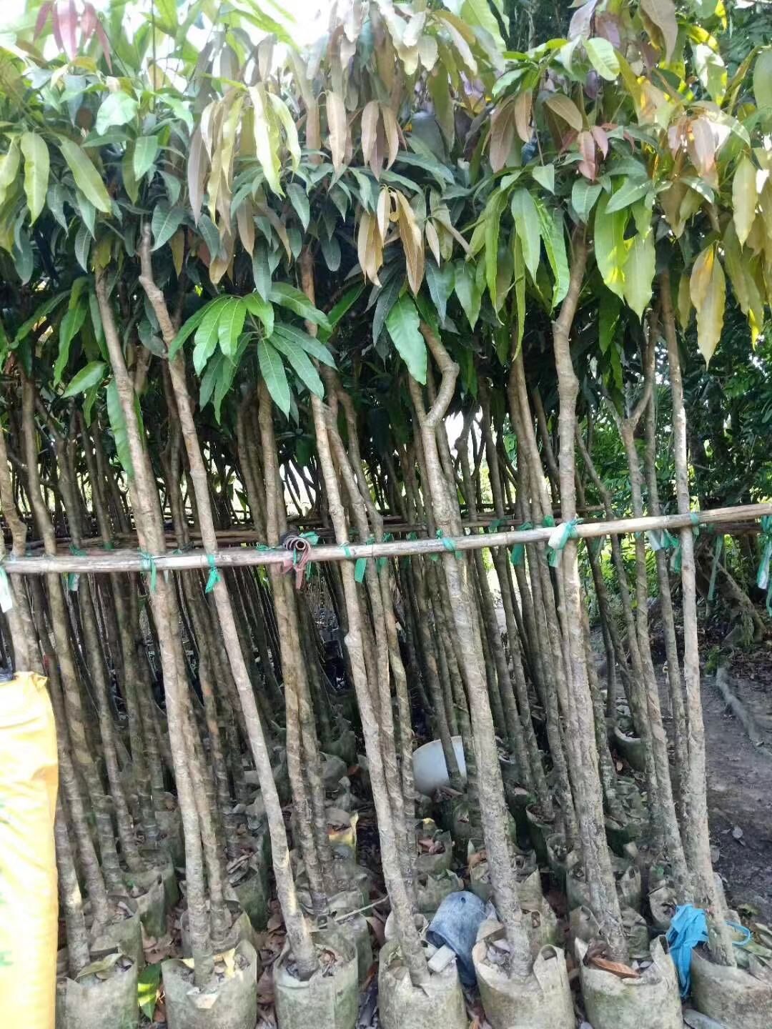 龍眼苗圖片/龍眼苗樣板圖 (2)