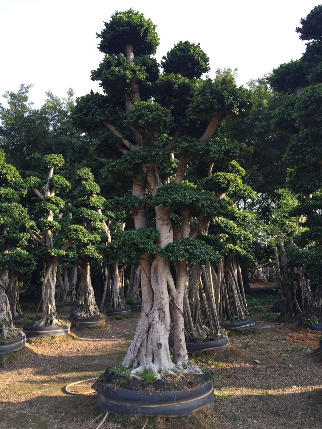 福建漳州造型金錢榕基地圖片