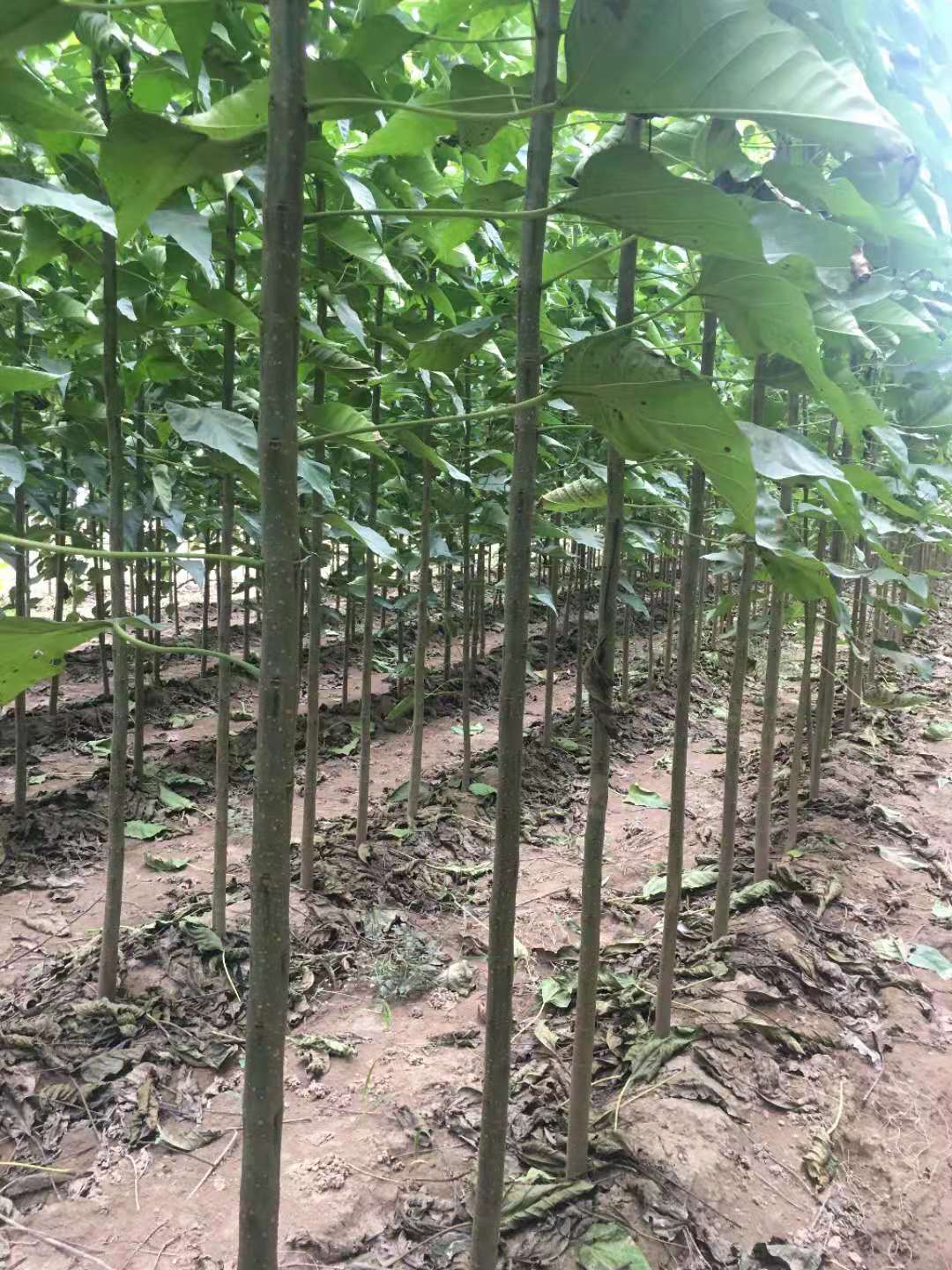 樹種苗圖片/樹種苗樣板圖 (3)