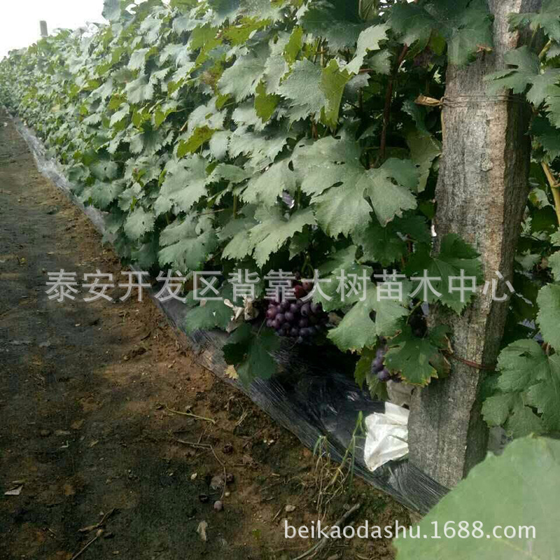 山東葡萄樹種植基地批發(fā)價格