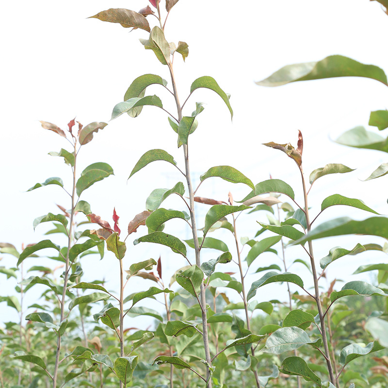 山东梨树苗种植基地批发价格图片