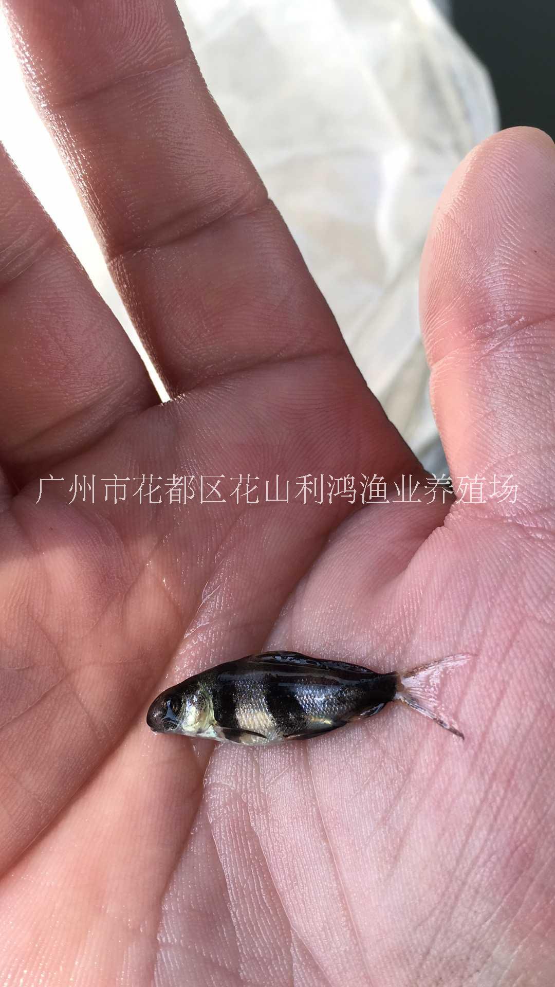 一帆風(fēng)順魚(yú)魚(yú)苗 胭脂魚(yú)苗圖片