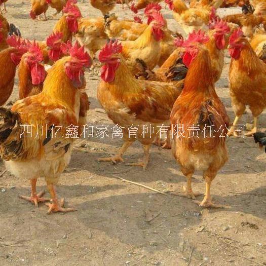 黃腳麻雞苗批發(fā)圖片/黃腳麻雞苗批發(fā)樣板圖 (2)